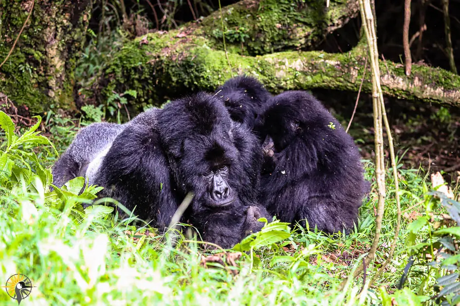 silverback with females